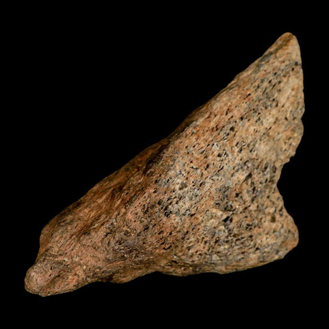 4.2" Torosaurus Fossil Skull Bone Lance Creek FM Cretaceous Wyoming Dinosaur COA