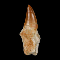 Mosasaur Eremiasaurus Fossil Collection