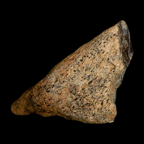 4.2" Torosaurus Fossil Skull Bone Lance Creek FM Cretaceous Wyoming Dinosaur COA