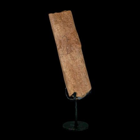 6.6" Triceratops Fossil Rib Bone Hell Creek FM Cretaceous Dinosaur MT COA Metal Stand