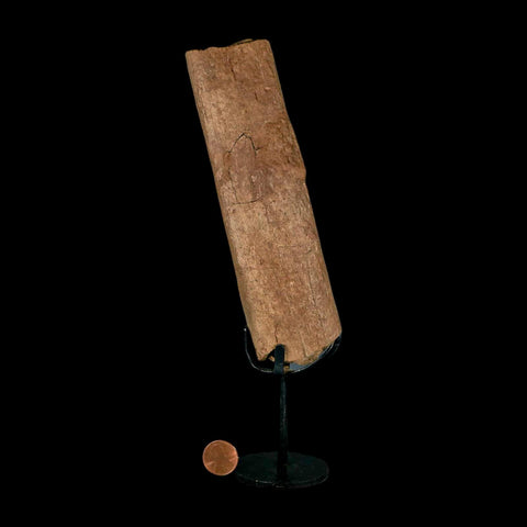 6.6" Triceratops Fossil Rib Bone Hell Creek FM Cretaceous Dinosaur MT COA Metal Stand - Fossil Age Minerals