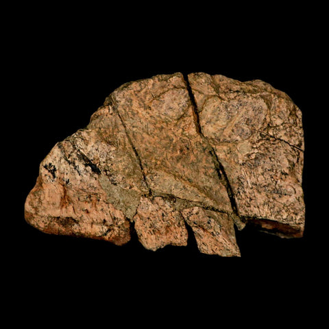 3.4" Torosaurus Fossil Frill Bone Lance Creek FM Cretaceous Wyoming Dinosaur COA