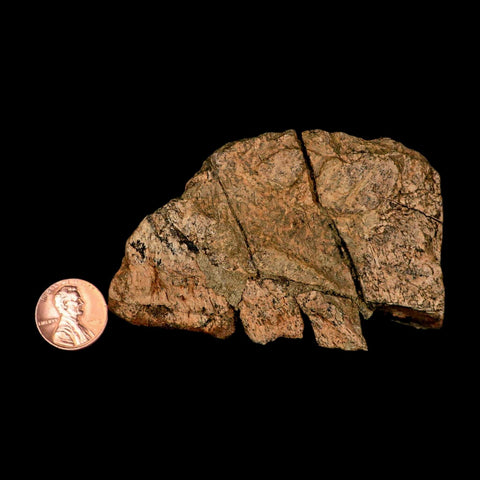 3.4" Torosaurus Fossil Frill Bone Lance Creek FM Cretaceous Wyoming Dinosaur COA