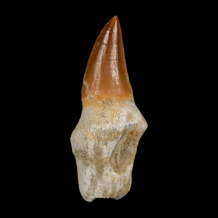 2.1" Mosasaur Eremiasaurus Fossil Tooth Rooted Cretaceous Dinosaur Era COA