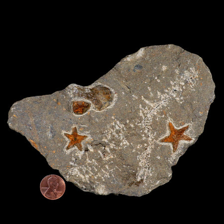 Two 24MM Brittlestar Petraster Starfish Fossil Ordovician Age Blekus Morocco COA