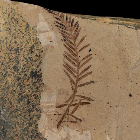 2.1" Detailed Fossil Plant Leafs Metasequoia Dawn Redwood Oligocene Age MT COA