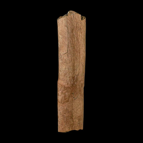 6.6" Triceratops Fossil Rib Bone Hell Creek FM Cretaceous Dinosaur MT COA Metal Stand - Fossil Age Minerals