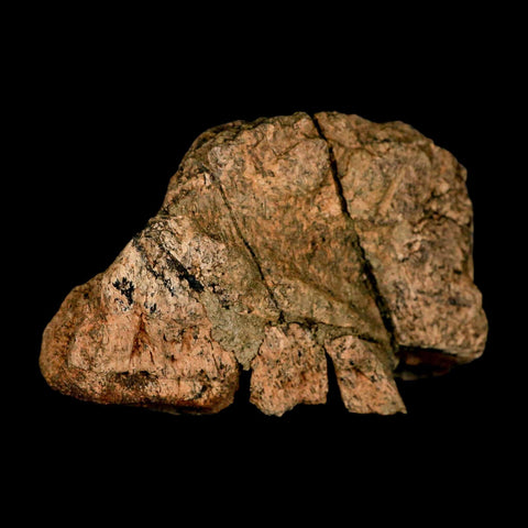 3.4" Torosaurus Fossil Frill Bone Lance Creek FM Cretaceous Wyoming Dinosaur COA