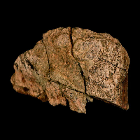 3.4" Torosaurus Fossil Frill Bone Lance Creek FM Cretaceous Wyoming Dinosaur COA