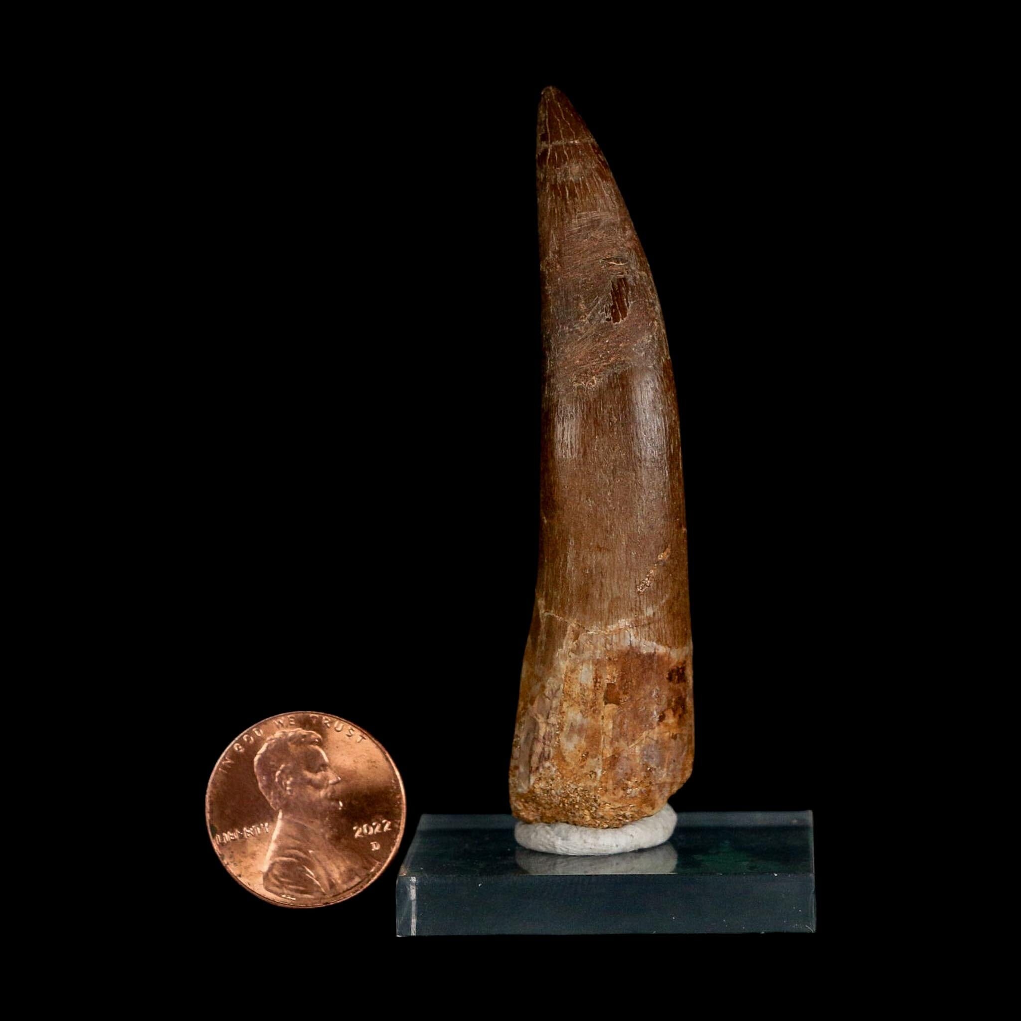 XXL 2.7" Plesiosaur Zarafasaura Tooth Fossil Cretaceous Dinosaur Era COA, Stand