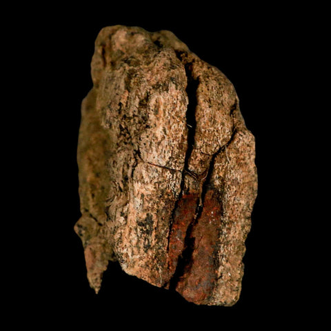 3.4" Torosaurus Fossil Frill Bone Lance Creek FM Cretaceous Wyoming Dinosaur COA