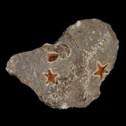 Two 24MM Brittlestar Petraster Starfish Fossil Ordovician Age Blekus Morocco COA
