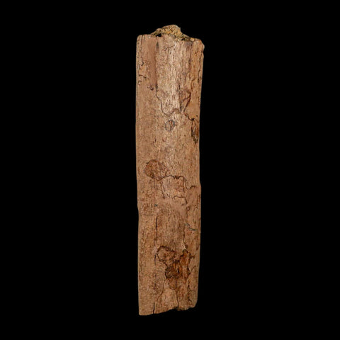 6.6" Triceratops Fossil Rib Bone Hell Creek FM Cretaceous Dinosaur MT COA Metal Stand - Fossil Age Minerals