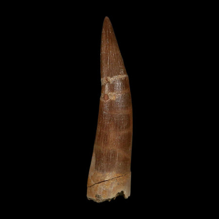 XXL 2.6" Plesiosaur Zarafasaura Tooth Fossil Cretaceous Dinosaur Era COA, Stand