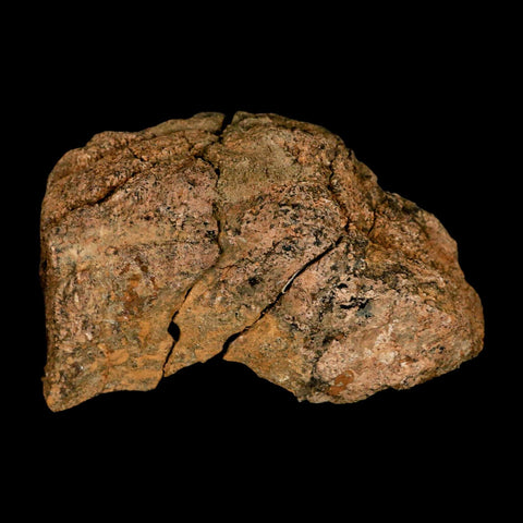 3.4" Torosaurus Fossil Frill Bone Lance Creek FM Cretaceous Wyoming Dinosaur COA