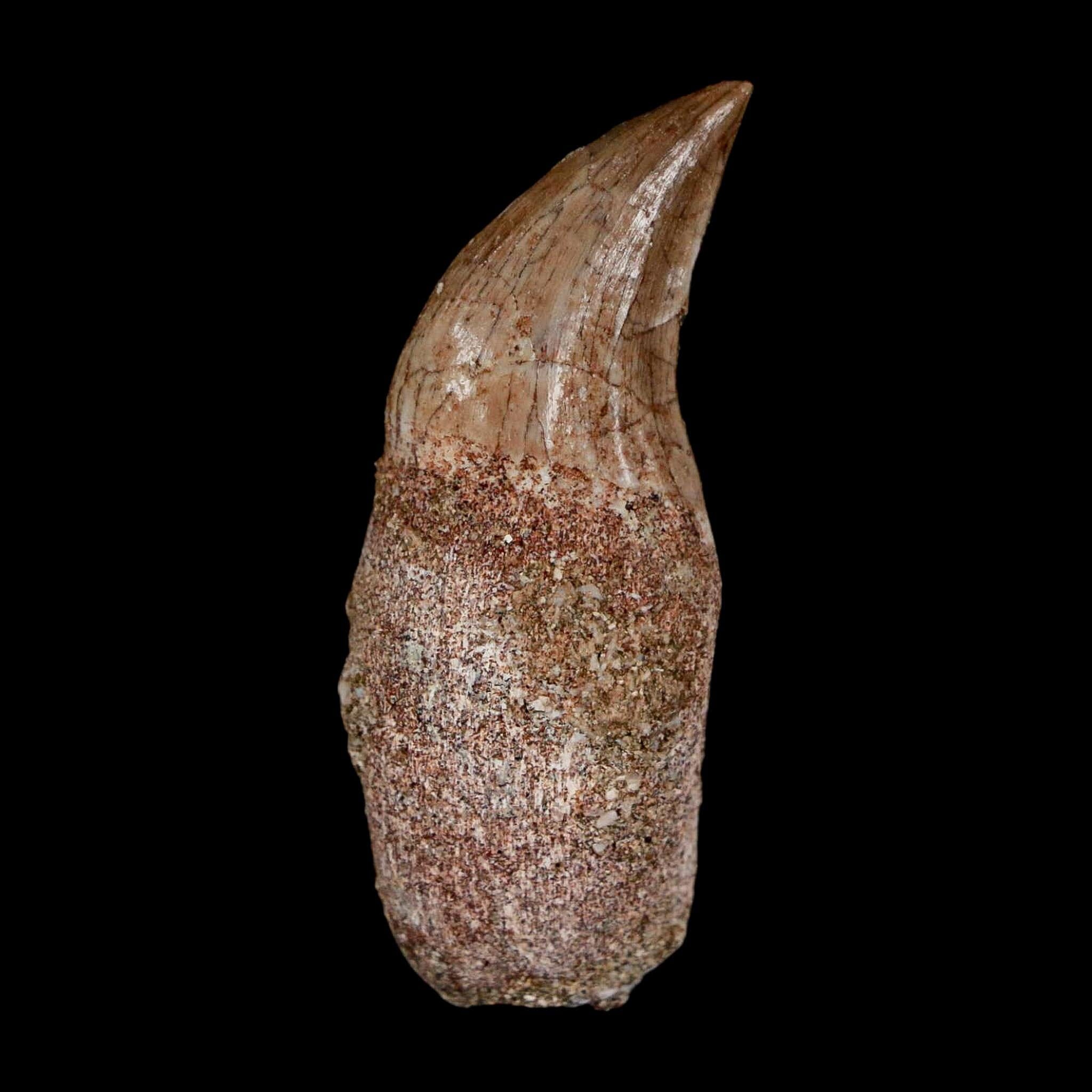 1.8" Halisaurus Walkeri Mosasaur Fossil Tooth Rooted Cretaceous Dinosaur Era COA - Fossil Age Minerals