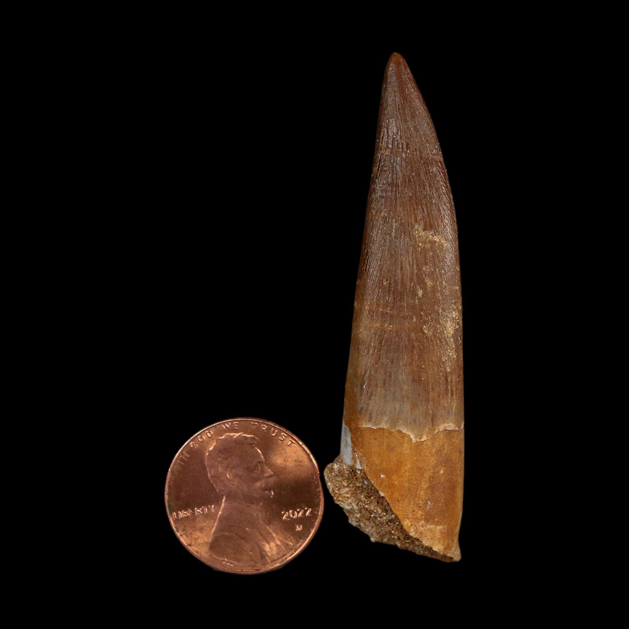 XL 2.4" Plesiosaur Zarafasaura Tooth Fossil Cretaceous Dinosaur Era COA, Stand