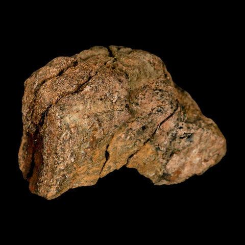 3.4" Torosaurus Fossil Frill Bone Lance Creek FM Cretaceous Wyoming Dinosaur COA