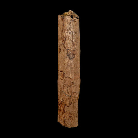 6.6" Triceratops Fossil Rib Bone Hell Creek FM Cretaceous Dinosaur MT COA Metal Stand - Fossil Age Minerals