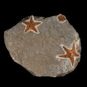 Two 35MM Brittlestar Petraster Starfish Fossil Ordovician Age Blekus Morocco COA