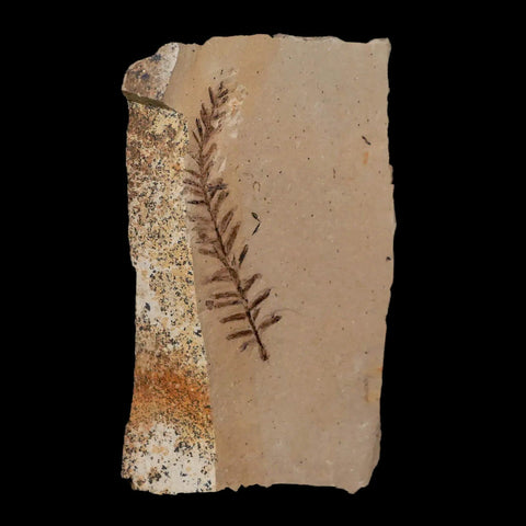 2.1" Detailed Fossil Plant Leafs Metasequoia Dawn Redwood Oligocene Age MT COA - Fossil Age Minerals