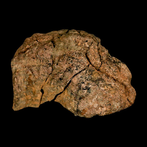 3.4" Torosaurus Fossil Frill Bone Lance Creek FM Cretaceous Wyoming Dinosaur COA