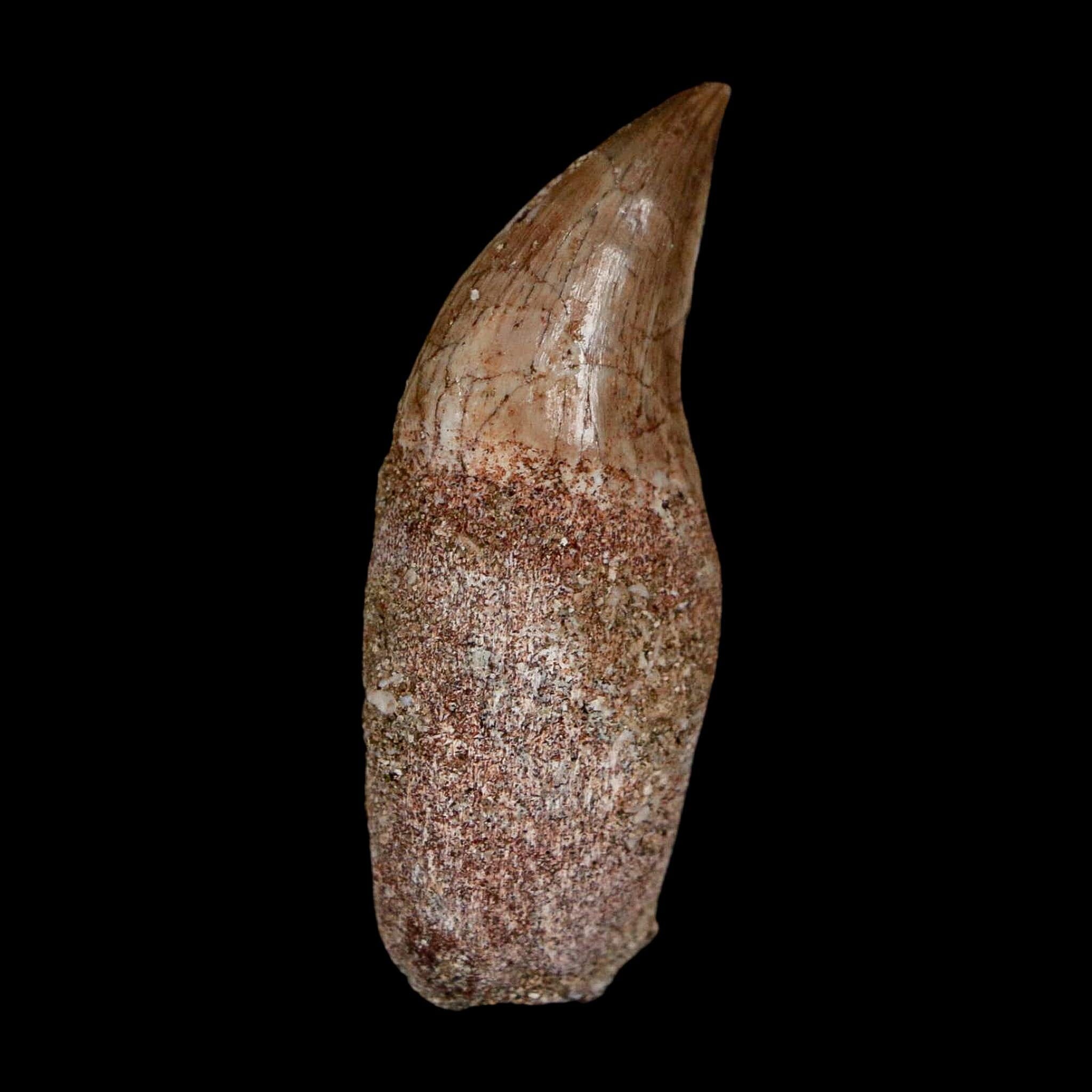 1.8" Halisaurus Walkeri Mosasaur Fossil Tooth Rooted Cretaceous Dinosaur Era COA - Fossil Age Minerals