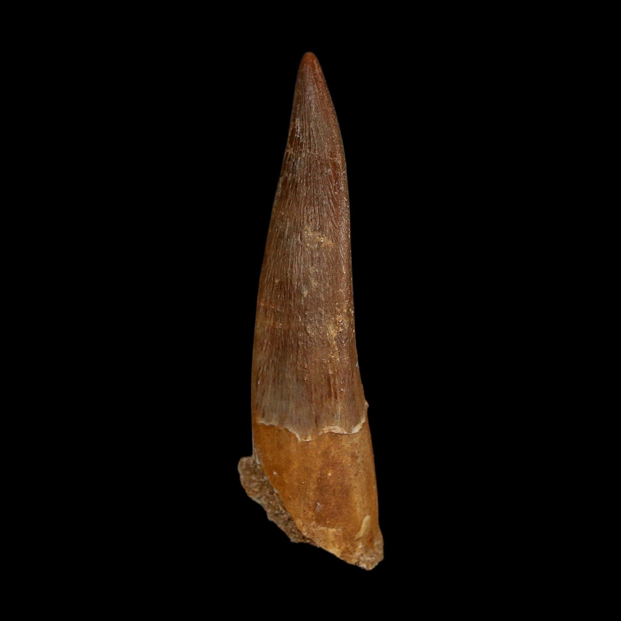 XL 2.4" Plesiosaur Zarafasaura Tooth Fossil Cretaceous Dinosaur Era COA, Stand