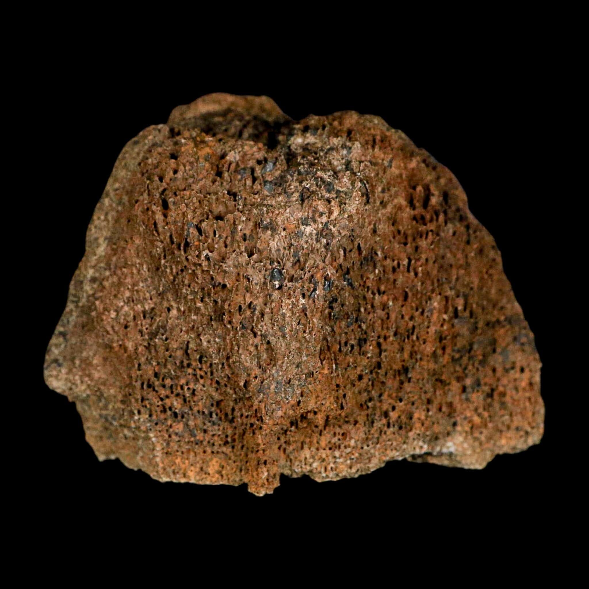 2.3" Torosaurus Bone Marrow Fossil Lance Creek FM Cretaceous WY Dinosaur COA - Fossil Age Minerals