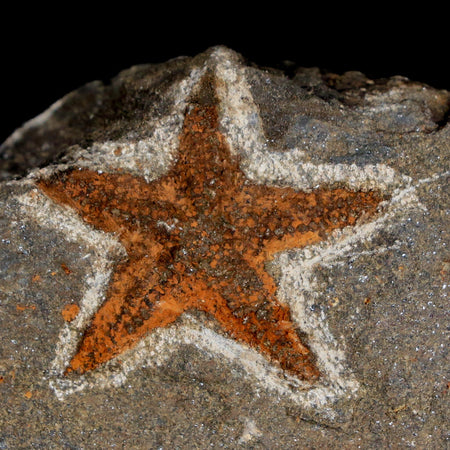 Two 35MM Brittlestar Petraster Starfish Fossil Ordovician Age Blekus Morocco COA