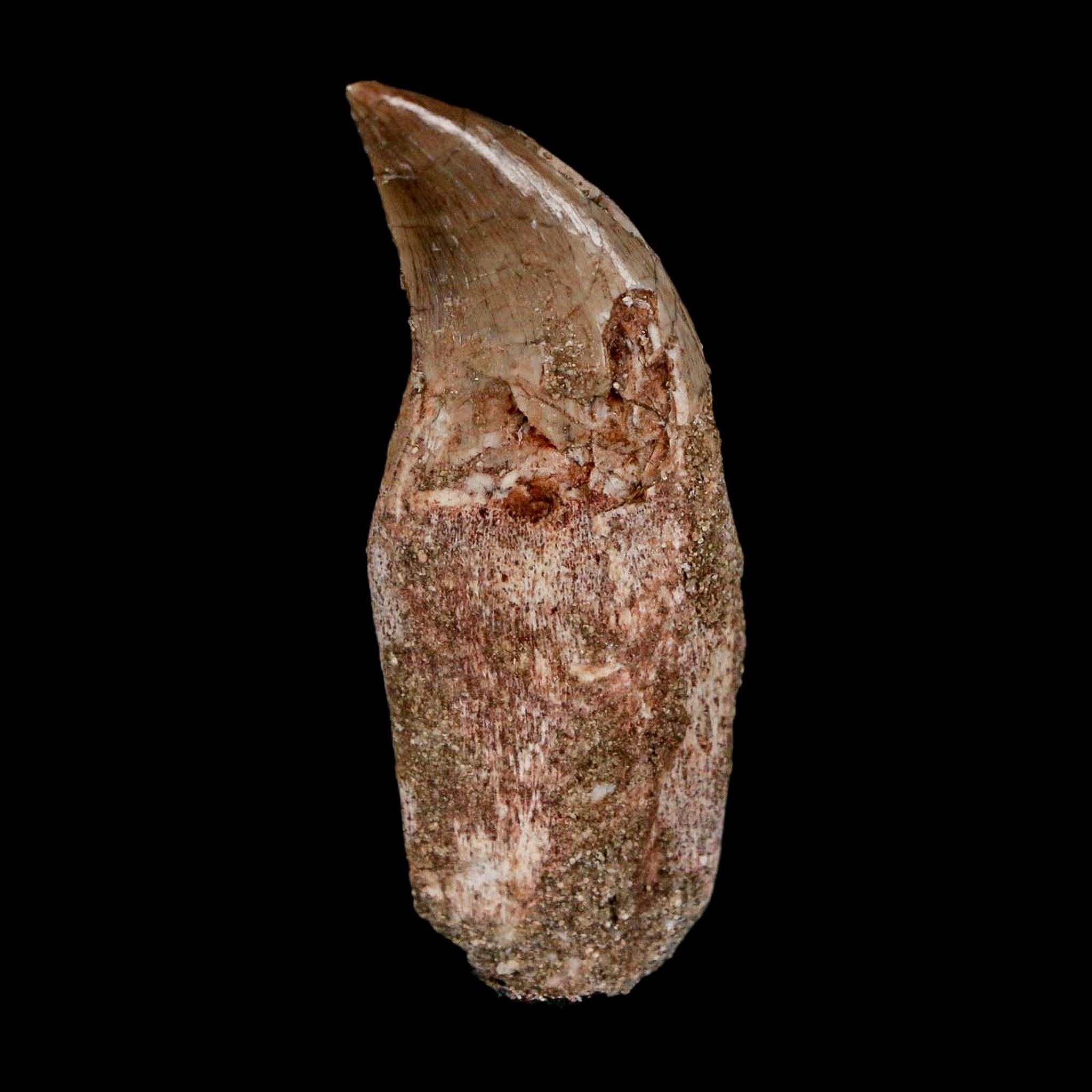 1.8" Halisaurus Walkeri Mosasaur Fossil Tooth Rooted Cretaceous Dinosaur Era COA - Fossil Age Minerals
