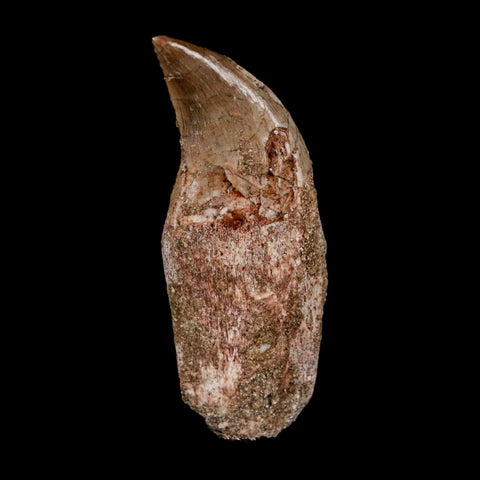 1.8" Halisaurus Walkeri Mosasaur Fossil Tooth Rooted Cretaceous Dinosaur Era COA