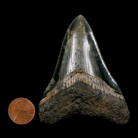 3" Quality Megalodon Shark Tooth Serrated Fossil Natural Miocene Age COA - Fossil Age Minerals