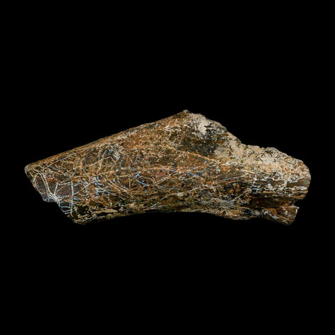 6.1" Camarasaurus Dinosaur Fossil Rib Bone Morrison FM CO Jurassic Age COA Stand - Fossil Age Minerals