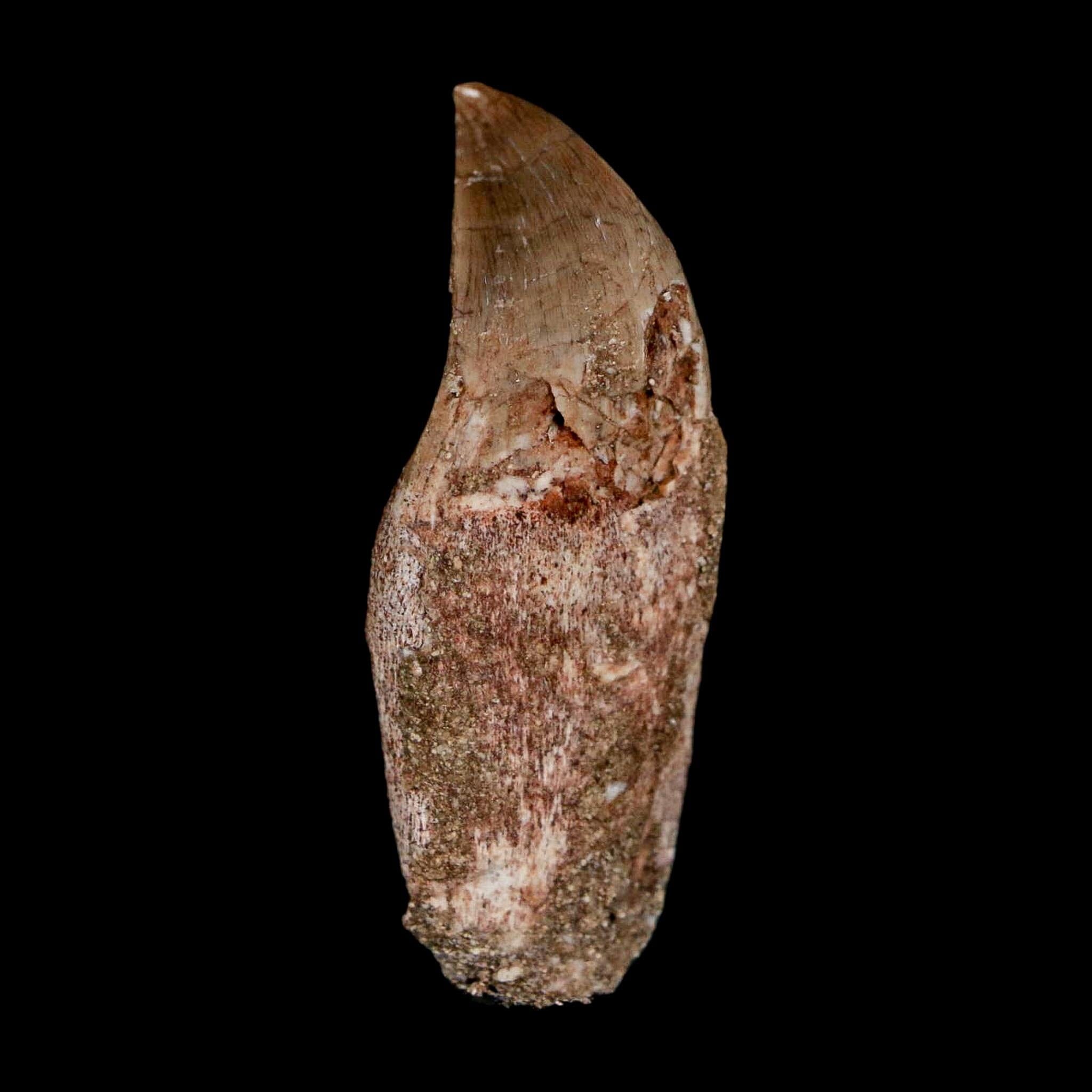 1.8" Halisaurus Walkeri Mosasaur Fossil Tooth Rooted Cretaceous Dinosaur Era COA - Fossil Age Minerals