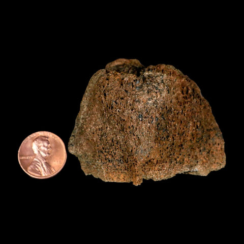 2.3" Torosaurus Bone Marrow Fossil Lance Creek FM Cretaceous WY Dinosaur COA