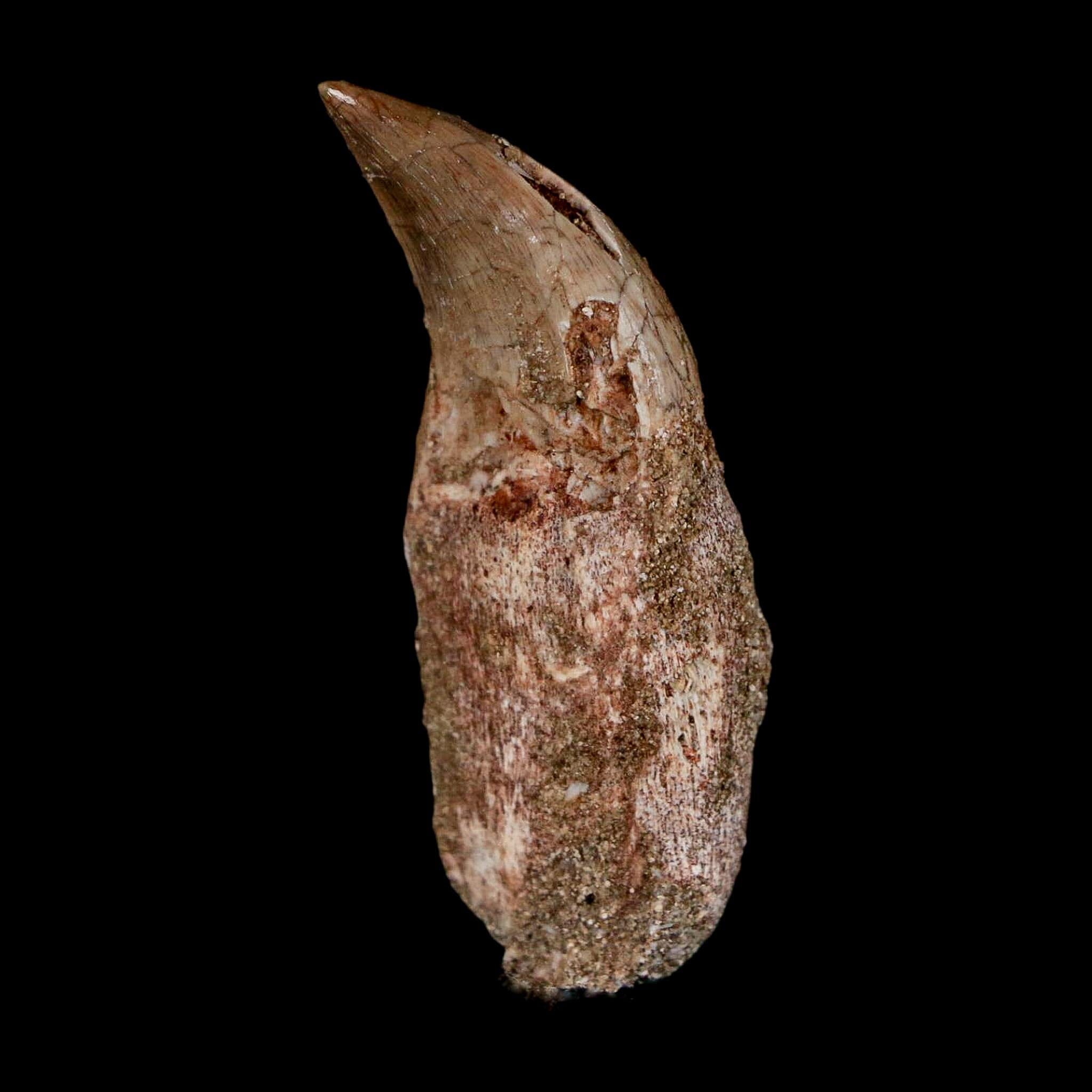 1.8" Halisaurus Walkeri Mosasaur Fossil Tooth Rooted Cretaceous Dinosaur Era COA - Fossil Age Minerals