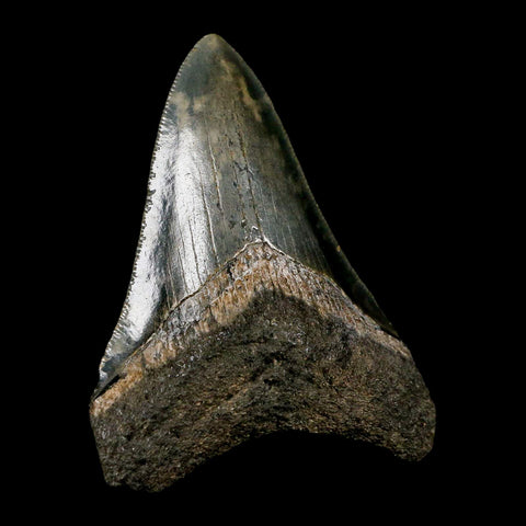 3" Quality Megalodon Shark Tooth Serrated Fossil Natural Miocene Age COA - Fossil Age Minerals