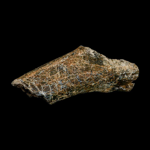 6.1" Camarasaurus Dinosaur Fossil Rib Bone Morrison FM CO Jurassic Age COA Stand - Fossil Age Minerals