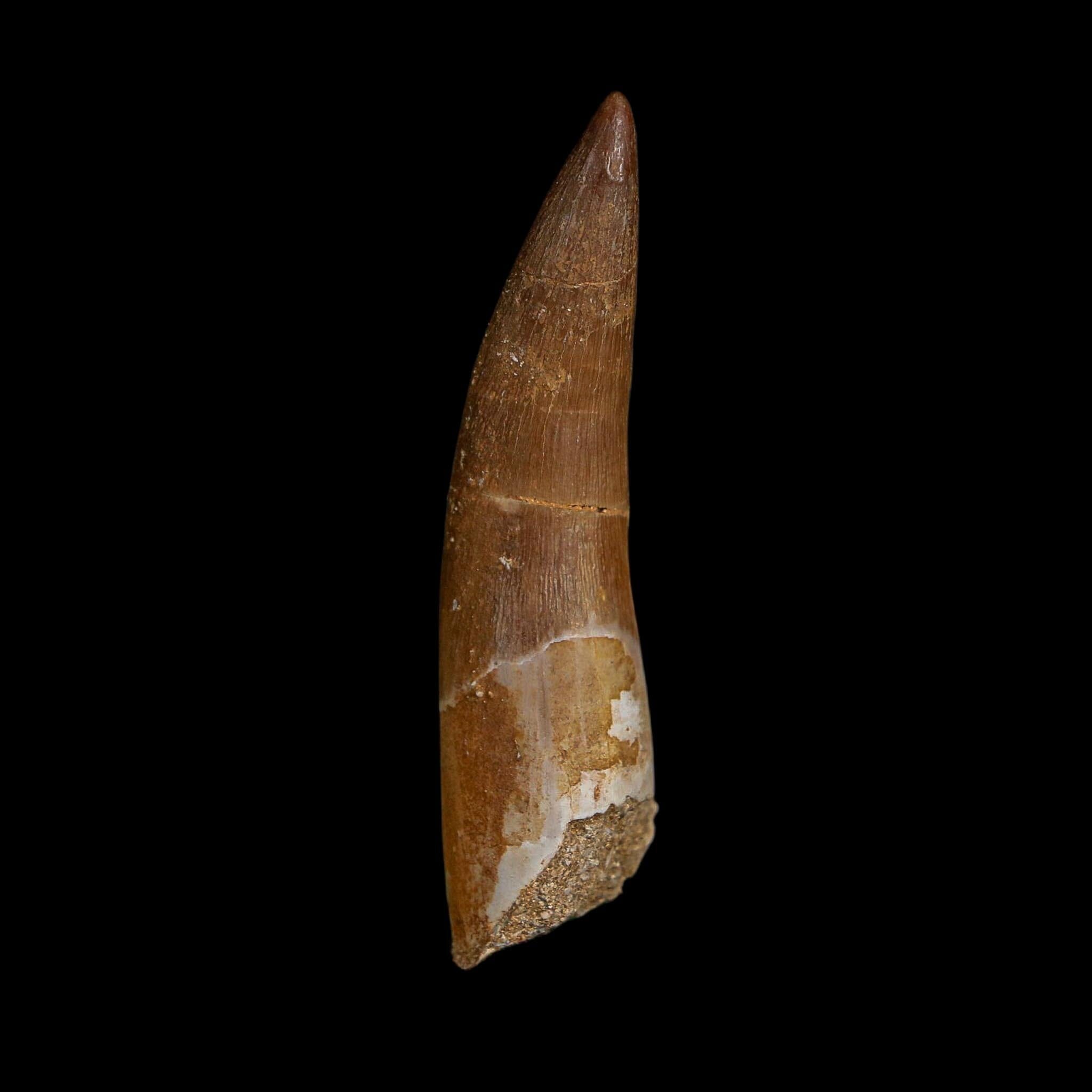 XL 2.4" Plesiosaur Zarafasaura Tooth Fossil Cretaceous Dinosaur Era COA, Stand