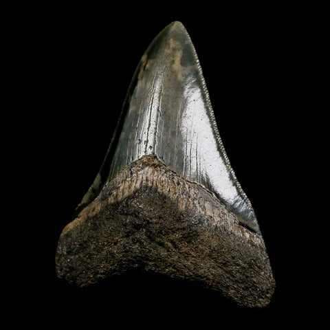 3" Quality Megalodon Shark Tooth Serrated Fossil Natural Miocene Age COA - Fossil Age Minerals