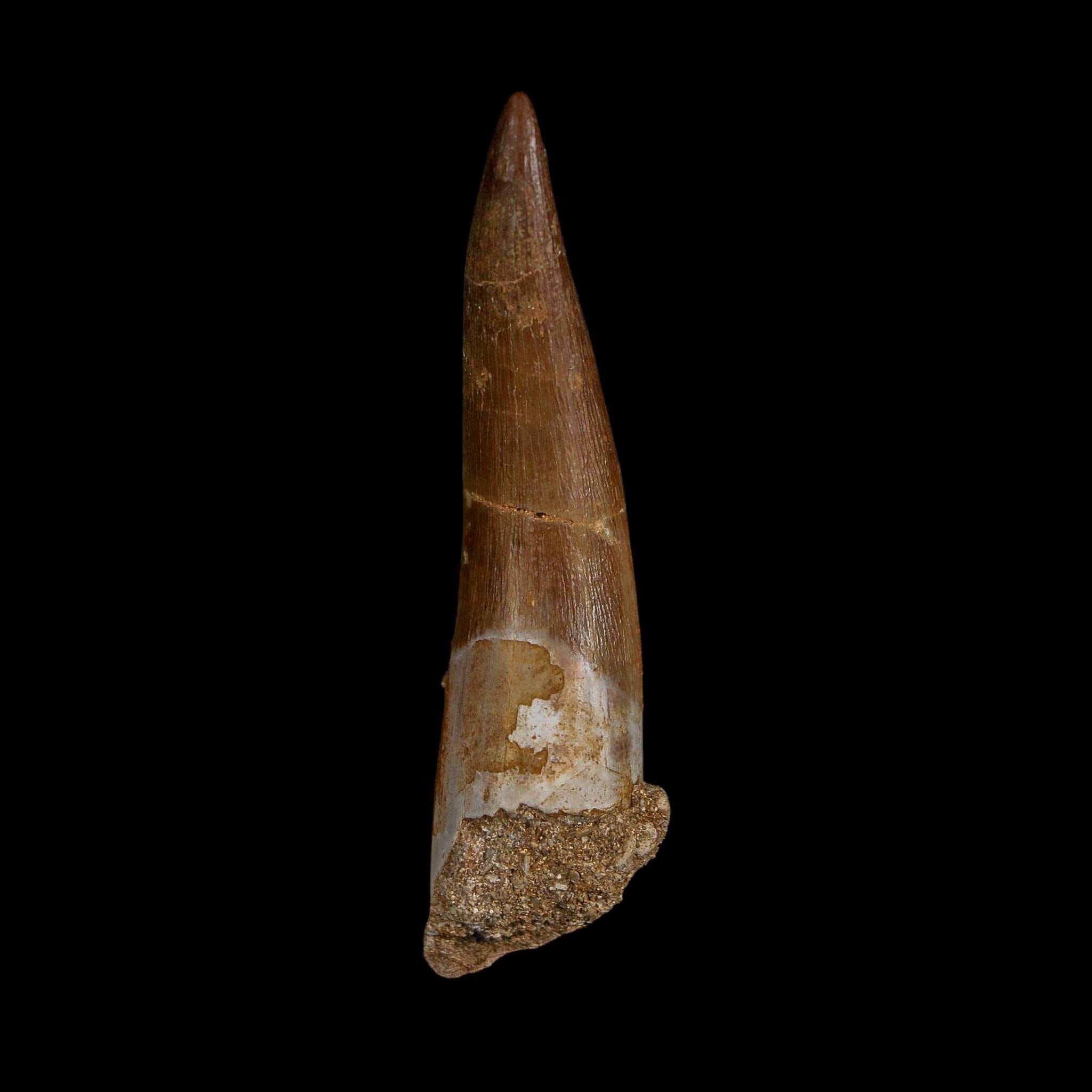 XL 2.4" Plesiosaur Zarafasaura Tooth Fossil Cretaceous Dinosaur Era COA, Stand