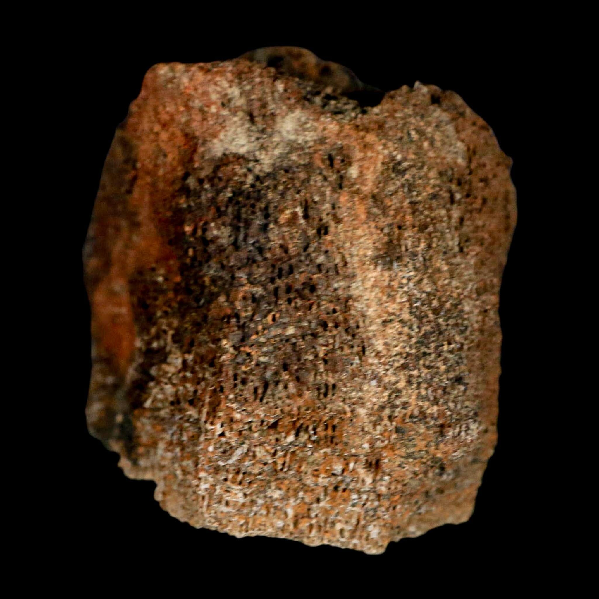 2.3" Torosaurus Bone Marrow Fossil Lance Creek FM Cretaceous WY Dinosaur COA - Fossil Age Minerals