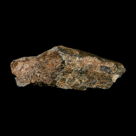 6.1" Camarasaurus Dinosaur Fossil Rib Bone Morrison FM CO Jurassic Age COA Stand - Fossil Age Minerals