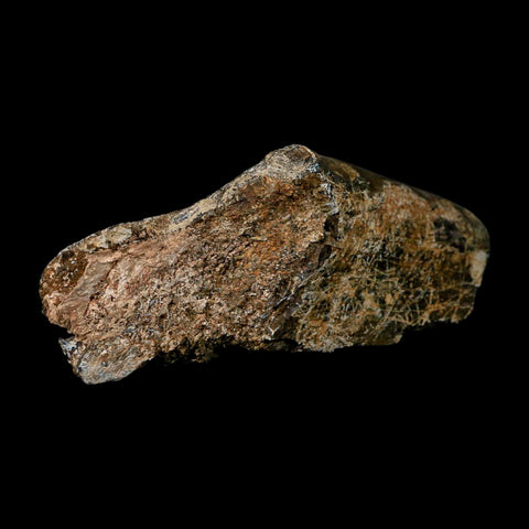 6.1" Camarasaurus Dinosaur Fossil Rib Bone Morrison FM CO Jurassic Age COA Stand - Fossil Age Minerals