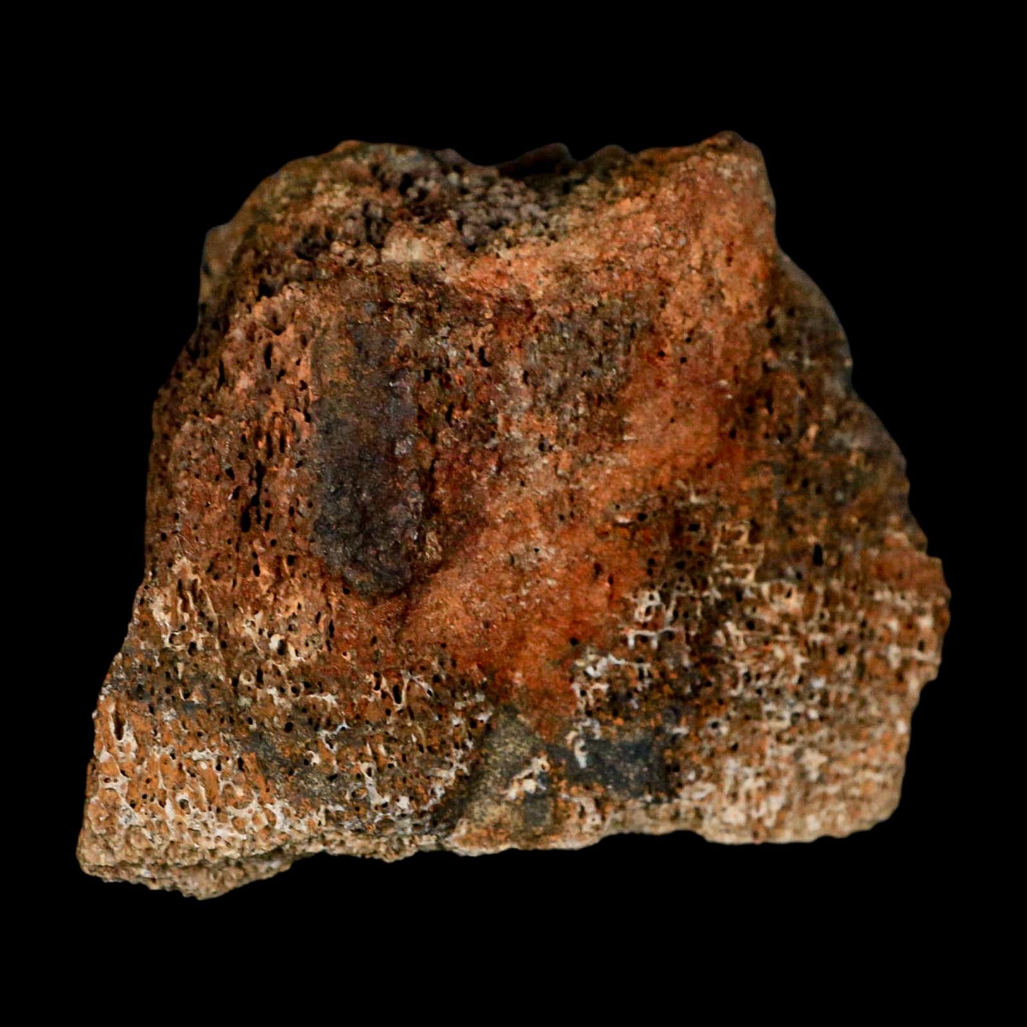 2.3" Torosaurus Bone Marrow Fossil Lance Creek FM Cretaceous WY Dinosaur COA - Fossil Age Minerals