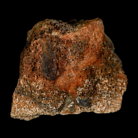 2.3" Torosaurus Bone Marrow Fossil Lance Creek FM Cretaceous WY Dinosaur COA