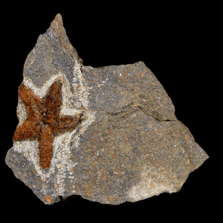 29MM Brittlestar Petraster Starfish Fossil Ordovician Age Blekus Morocco COA