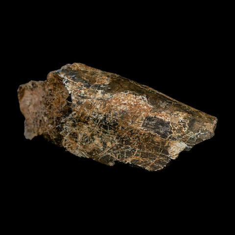 6.1" Camarasaurus Dinosaur Fossil Rib Bone Morrison FM CO Jurassic Age COA Stand - Fossil Age Minerals