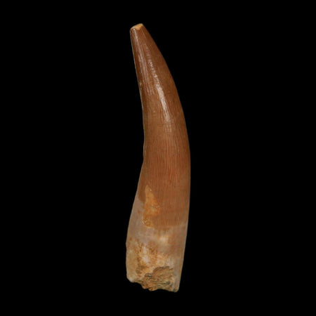 XL 2.1" Plesiosaur Zarafasaura Tooth Fossil Cretaceous Dinosaur Era COA, Stand